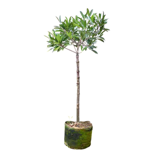 广西正宗山竹苗老蒙树山竹野生木竹子嫁接树苗四季长绿盆栽带土