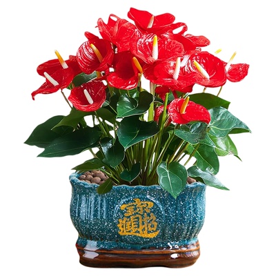 【包活】红掌盆栽带花客厅