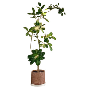 孟加拉榕盆栽大型绿植黄金榕高山榕树面包树室内客厅落地植物好养