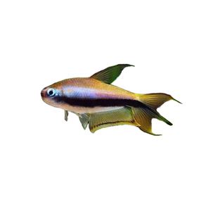 帝王灯鱼三叉尾小型热带鱼黄金红尾黑帝王灯草缸淡水蓝国王群游鱼