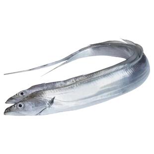 特大号带鱼新鲜冷冻鲜活整条整箱十斤无冰礼盒装舟山东海青岛深海