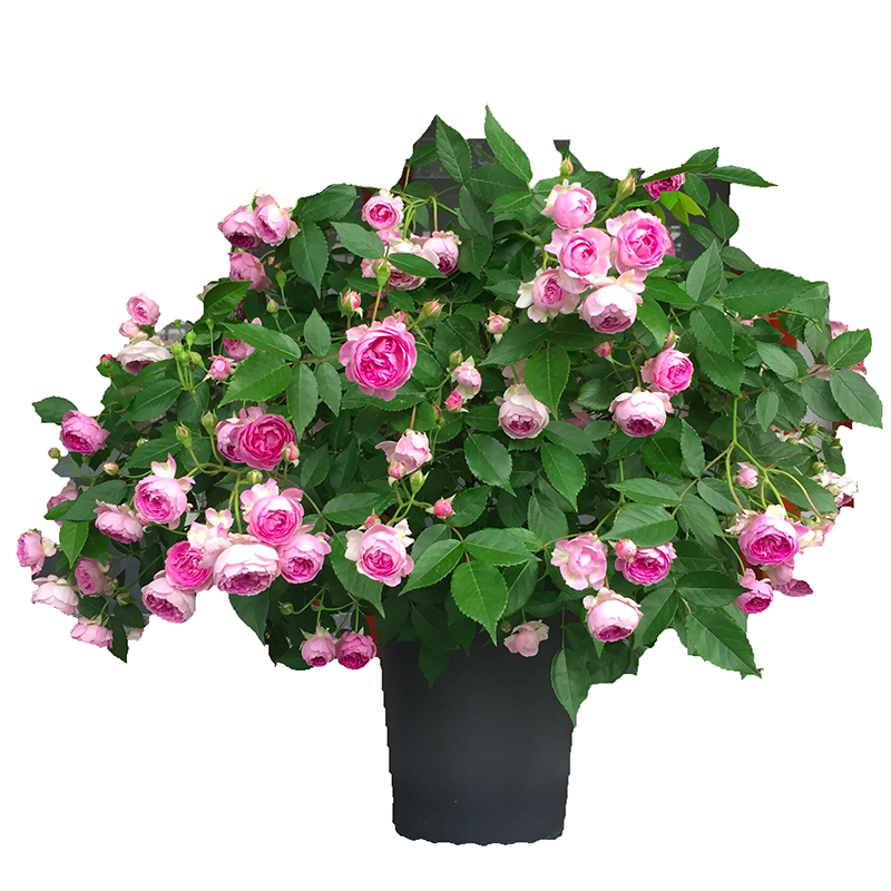 玛姬婶婶阳台月季浓香盆栽丰花