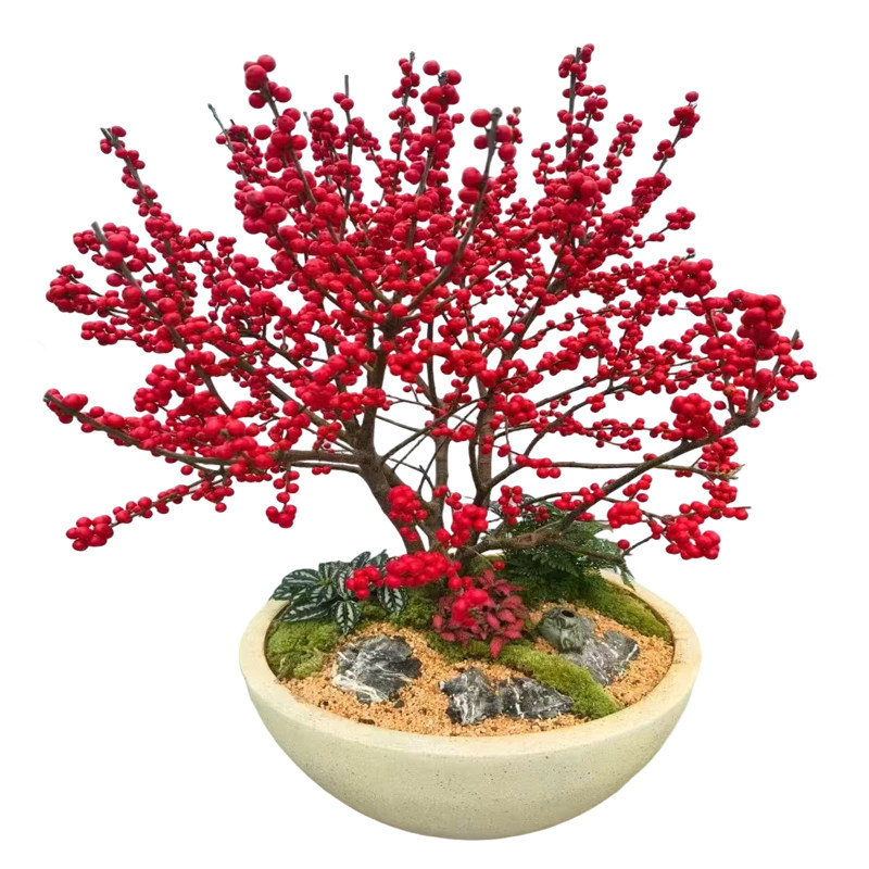 北美冬青盆栽带红果年宵花