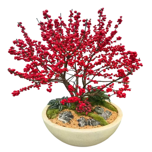 进口北美冬青盆栽带红果送公树年宵花真鲜花耐寒花卉北美冬青树苗