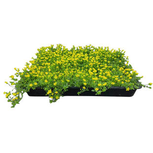 金莎蔓伏胁花黄金佛甲草阳台庭院花园工程用种植耐晒耐踩花镜植物