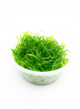正品无菌杯水草迷你椒草
