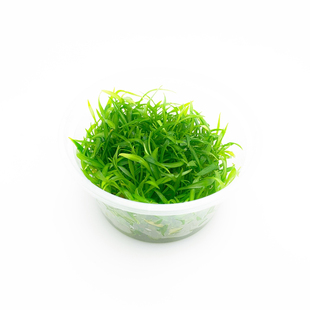 鱼缸造景前景活体水草前景 迷你椒草 迷你椒 帕夫椒草