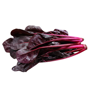 彩虹叶用红黄甜菜种子春夏秋四季莙荙菜牛皮菜蔬菜种子 阳台盆栽