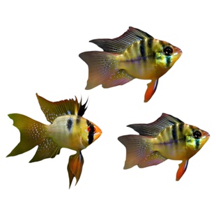 荷兰凤凰球鱼蓝波子阿凡达短鲷金波子热带观赏鱼小型鱼活体宠物鱼