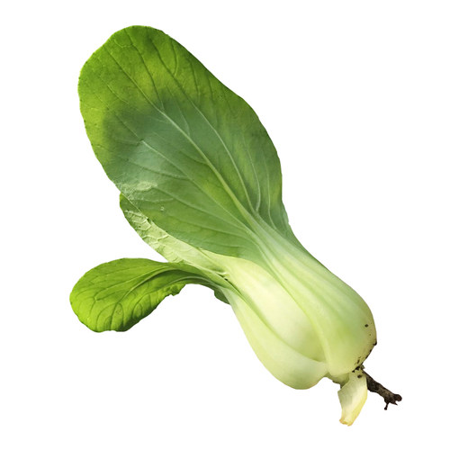 大油菜 鲜嫩油白菜新鲜蔬菜香菇油菜密云老农家种植现摘450克