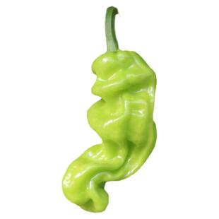 辣椒种子大全麻辣王方椒水果青椒灯笼椒种籽四季盆栽种孑