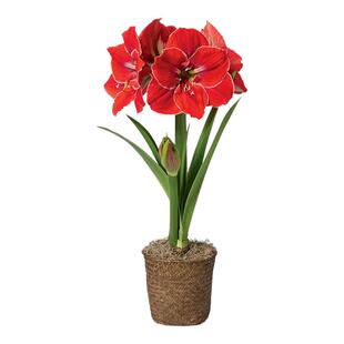 四季开花进口荷兰重瓣朱顶红种球阳台庭院浓香型花卉绿植盆栽植物