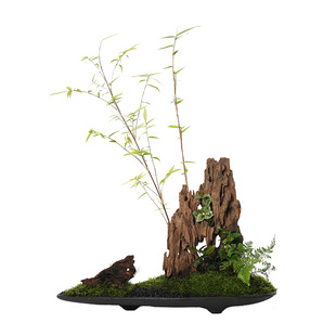 植觉先生 | 竹影 顺丰发货| 植觉先生案头盆景禅意茶空间中式盆栽