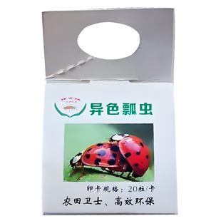 福建艳旋异色瓢虫卵卡幼虫成虫蚜虫介壳虫七星瓢虫活物园艺天敌