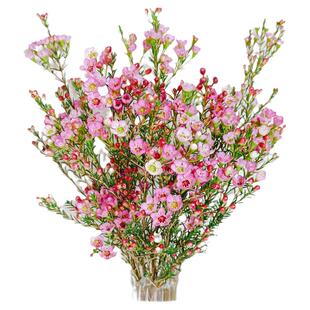 澳洲腊梅花鲜花云南直发耐养红色喜庆水培澳梅插花鲜切花蜡梅花束