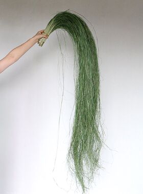 水烛叶丝水蜡叶干花花束垂挂型花艺装置美陈花材装饰材料婚礼装饰