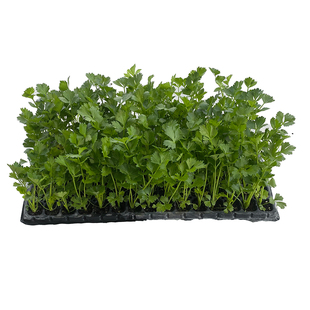 根芹苗子秧苗洋芹菜苗大疙瘩老桩种球地中海四季阳台盆栽根茎高产