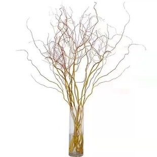 水培植物进口诺贝松真树2024新款圣诞树北美冬青红果天鲜切插花