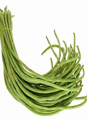 无架豆种子豆角不搭架四季豆种籽阳台豆种长豇豆蔬菜孑原厂彩包
