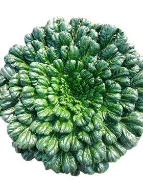 秋冬种植蔬菜种子易种耐寒