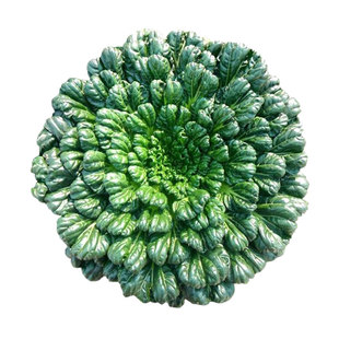 秋冬蔬菜种子菠菜乌塌菜香菜洋葱易种植耐寒荠菜雪里红白萝卜种籽