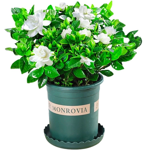 栀子花盆栽四季开花带花苞易活水培植物绿植室内花卉大树苗多肉