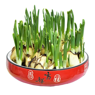 水仙花盆栽水养多花黄色洋水仙种球特级室内阳台水培植物年宵花卉