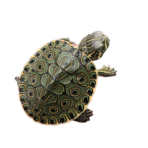 萌龟大河甜甜圈龟尼加拉瓜孔雀彩龟深水龟活体宠物乌龟东部佛州