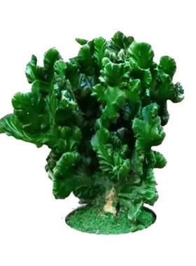 仙人掌多肉植物花卉带盆栽好包邮