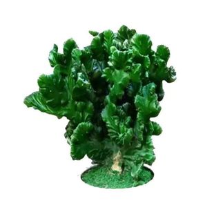 彩麒麟玉麒麟金麒麟多肉植物花卉办公桌阳台容易成活仙人掌盆栽