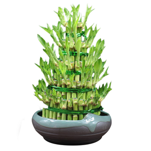 富贵竹水培植物节节高办公室内盆栽花卉客厅净化空气招财桌面绿植