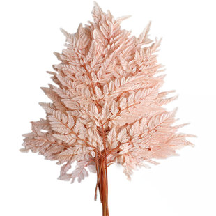 等花来蕨叶国产保鲜花材插瓶花拍摄道具ins家居永生花高山羊齿叶