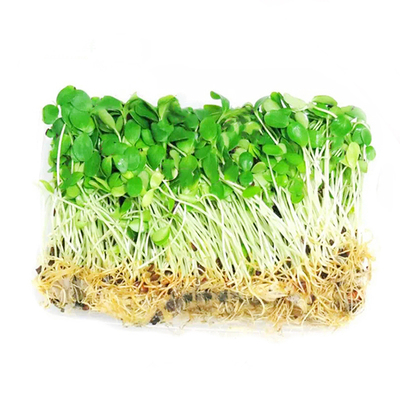 新鲜香椿苗可食用芽菜摆盘装饰