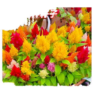 鸡冠花种籽子凤尾花苗盆栽网红草庭院室外好养活四季播种开花种子