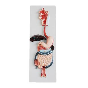 弘模消化系统立体模型鼻、口腔和咽喉、食道、胃肠道课程直观教具人体消化系统护理学习模型HOM/XC315