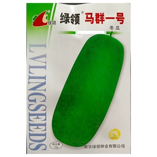 绿领马群一号冬瓜种子早熟青皮肉厚密冬瓜瓜重约5公斤春播10克/袋