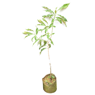 黄晶果树苗冬蜜久蜜四季白金一号黄金果嫁接苗苗台湾名贵果树苗