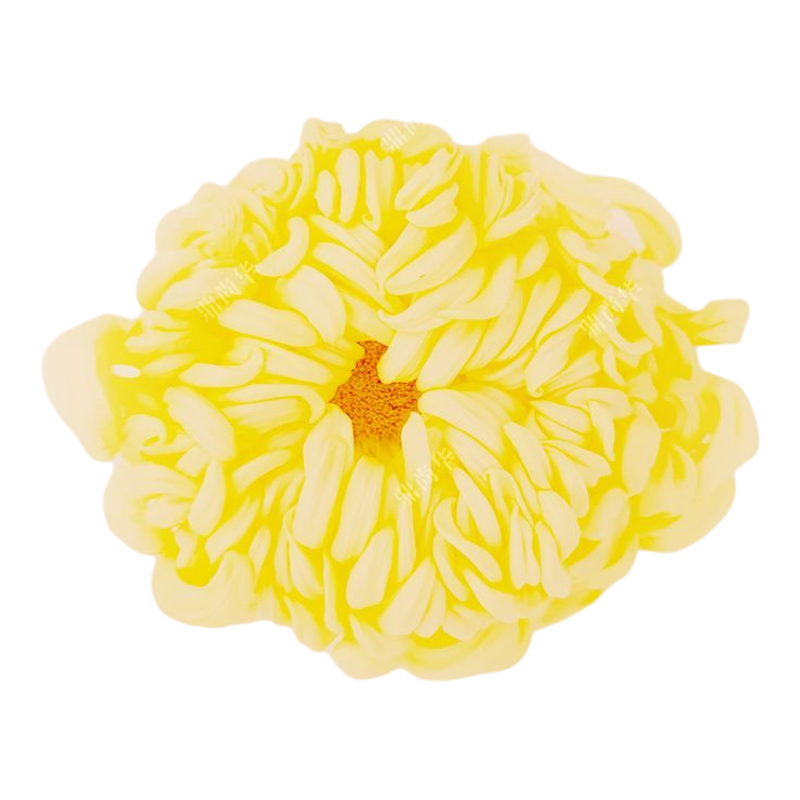 新品特惠新鲜食用菊花