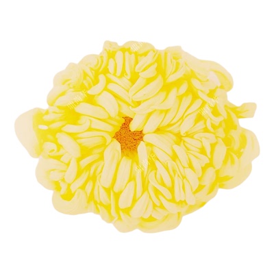 新品特惠新鲜食用菊花