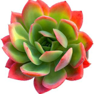 绮罗 基地实拍鲜艳群生进口老桩多肉植物大株单棵精品好养盆栽