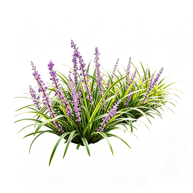 金边麦冬草苗园林绿化地被苗庭院植物观赏阔叶草花叶麦冬耐寒耐阴
