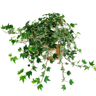 水培植物常春藤耐阴耐寒垂吊冰箱空调绿植无土室内盆栽除甲醛净化