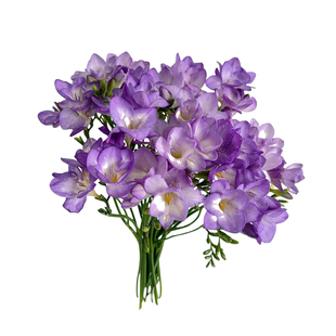 香雪兰鲜花云南基地直发家庭办公室水养插花小苍兰鲜切花顺丰包邮