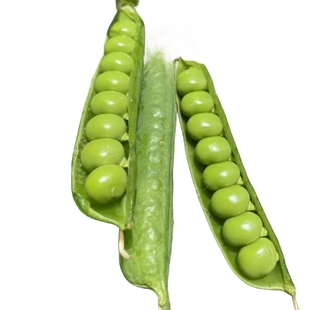 甜脆豌豆种籽种孑台湾长寿仁豌豆种子阳台四季蔬菜种籽农作物种子