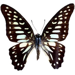 真蝴蝶原蝶碎斑青凤蝶未展翅蝴蝶标本制作diy手工材料A1/A-品质