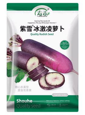 冰激凌水果萝卜种子紫皮萝卜种籽