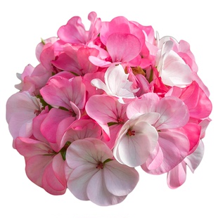 花彩苹果花天竺葵花苗重瓣四季特出白盆栽阳台室内花园爆花开不断