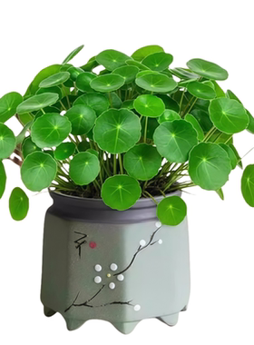 大叶铜钱草盆栽绿植旺财物