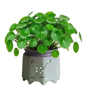 大叶铜钱草盆栽盆栽绿植旺财植物桌面办公室内客厅花卉精品金钱草
