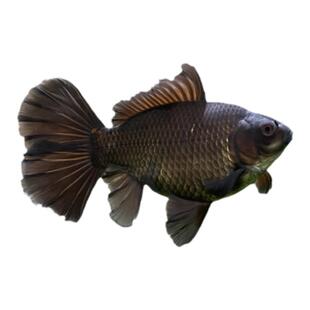 布里斯托草金鱼英国草金淡水鱼冷水草种鱼水族宠物观赏鱼寿惠广锦